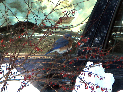 Photo taken January 26, 2009! My apologies for the poor background, I was just so excited to see an Eastern Bluebird in winter!