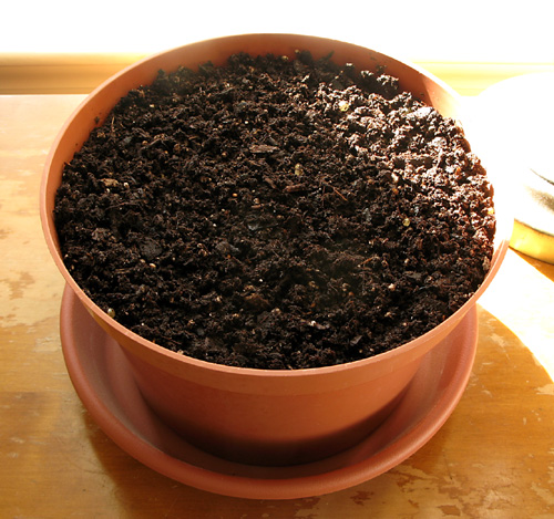 It doesn't look like much yet but, keeping fingers crossed, I hope that in a week or two, this pot will be filled with seedlings!